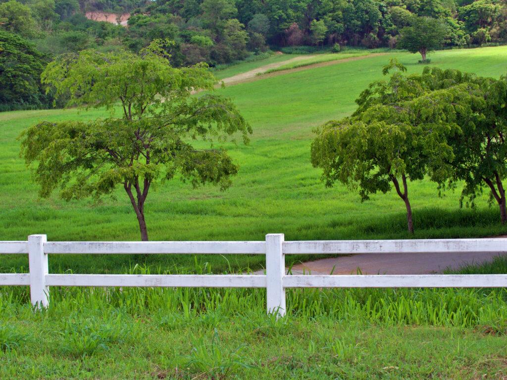 white fence with green grass field and tree i