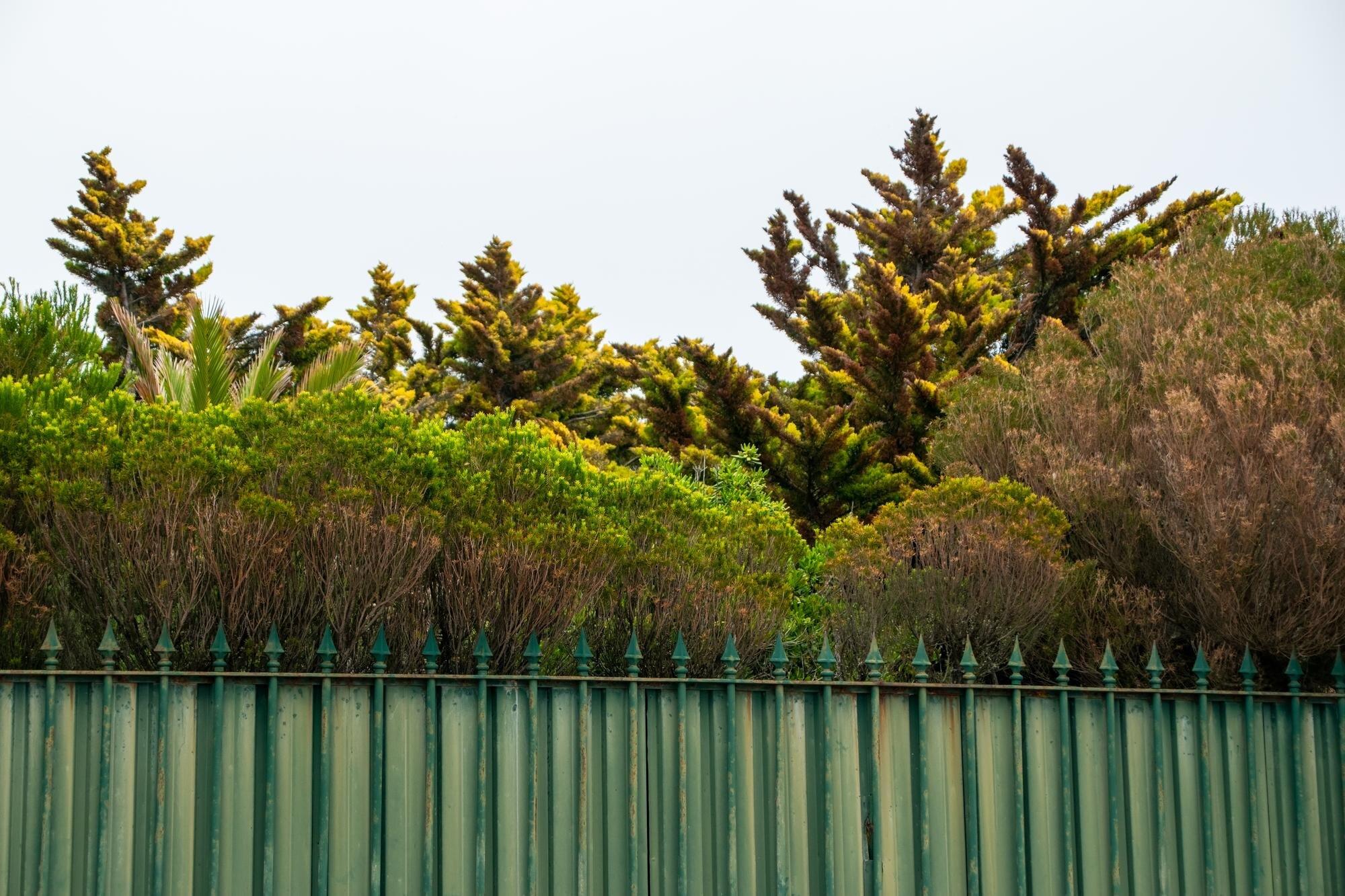 A Fence With A Pine Tree Behind It