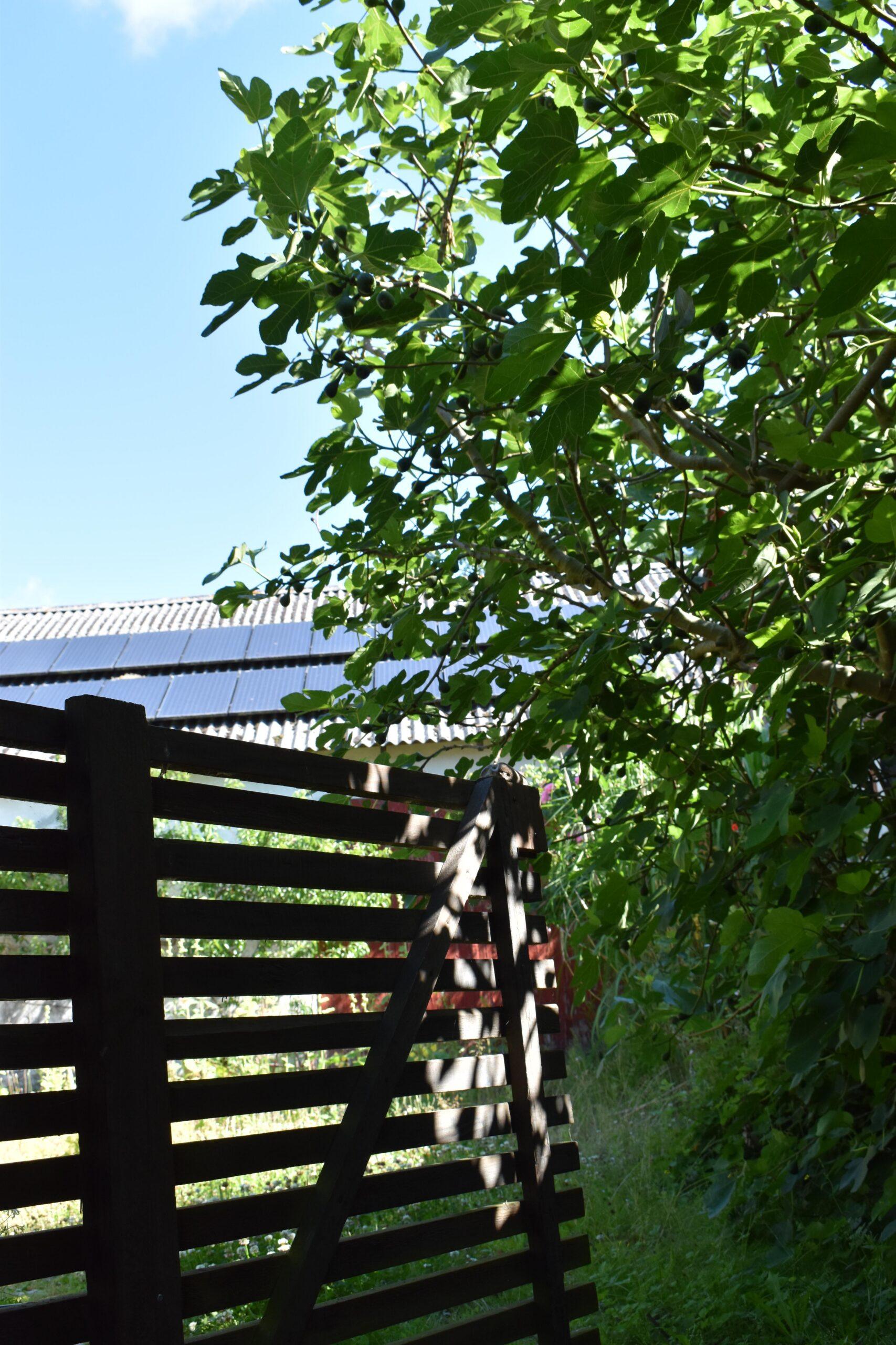An Open Gate Into The Lushness Of A Fig Tree Blue