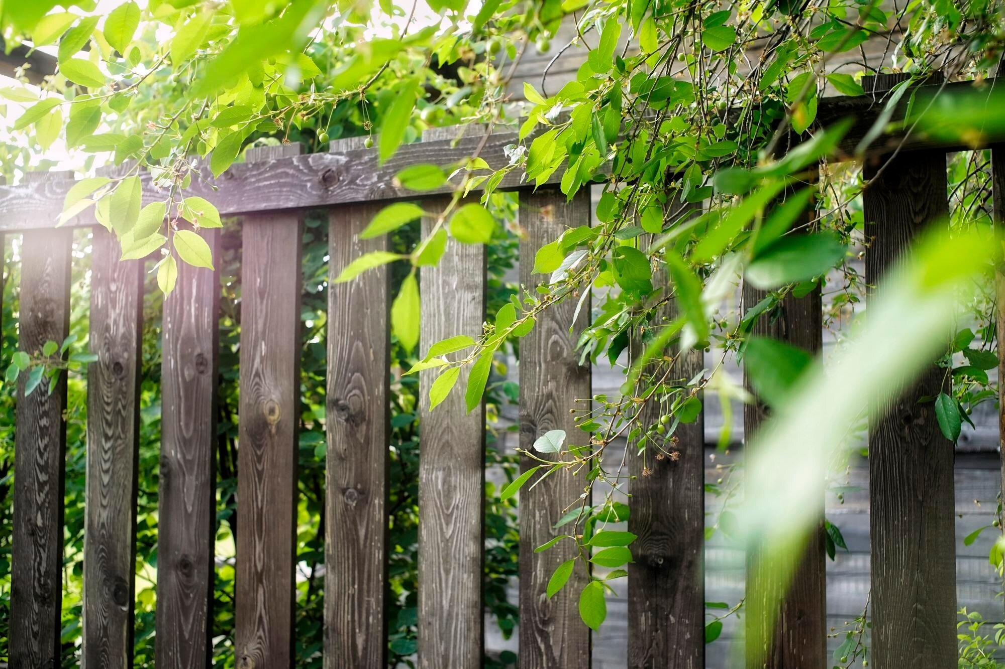 Close Up Of Bamboo Plants Against Trees