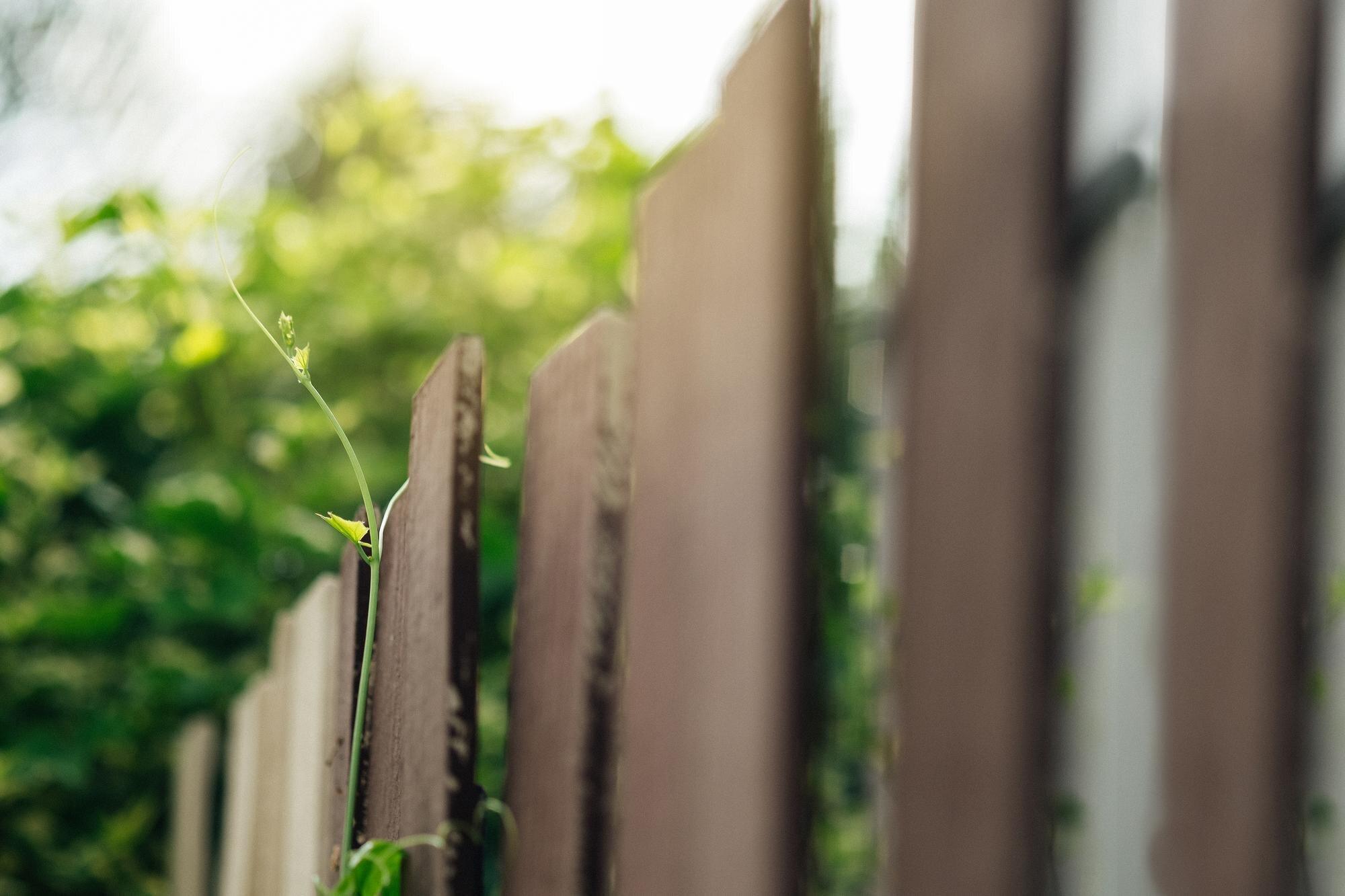 Close Up Of Fence Against Ivy Gourd Plants