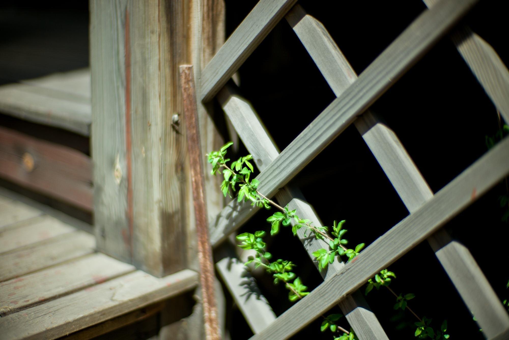 Close Up Of Insect On Wooden Fence
