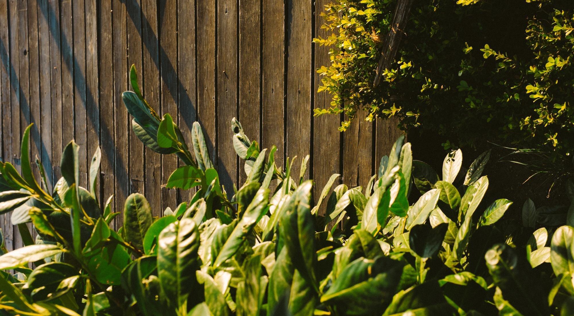Close Up Of Plants