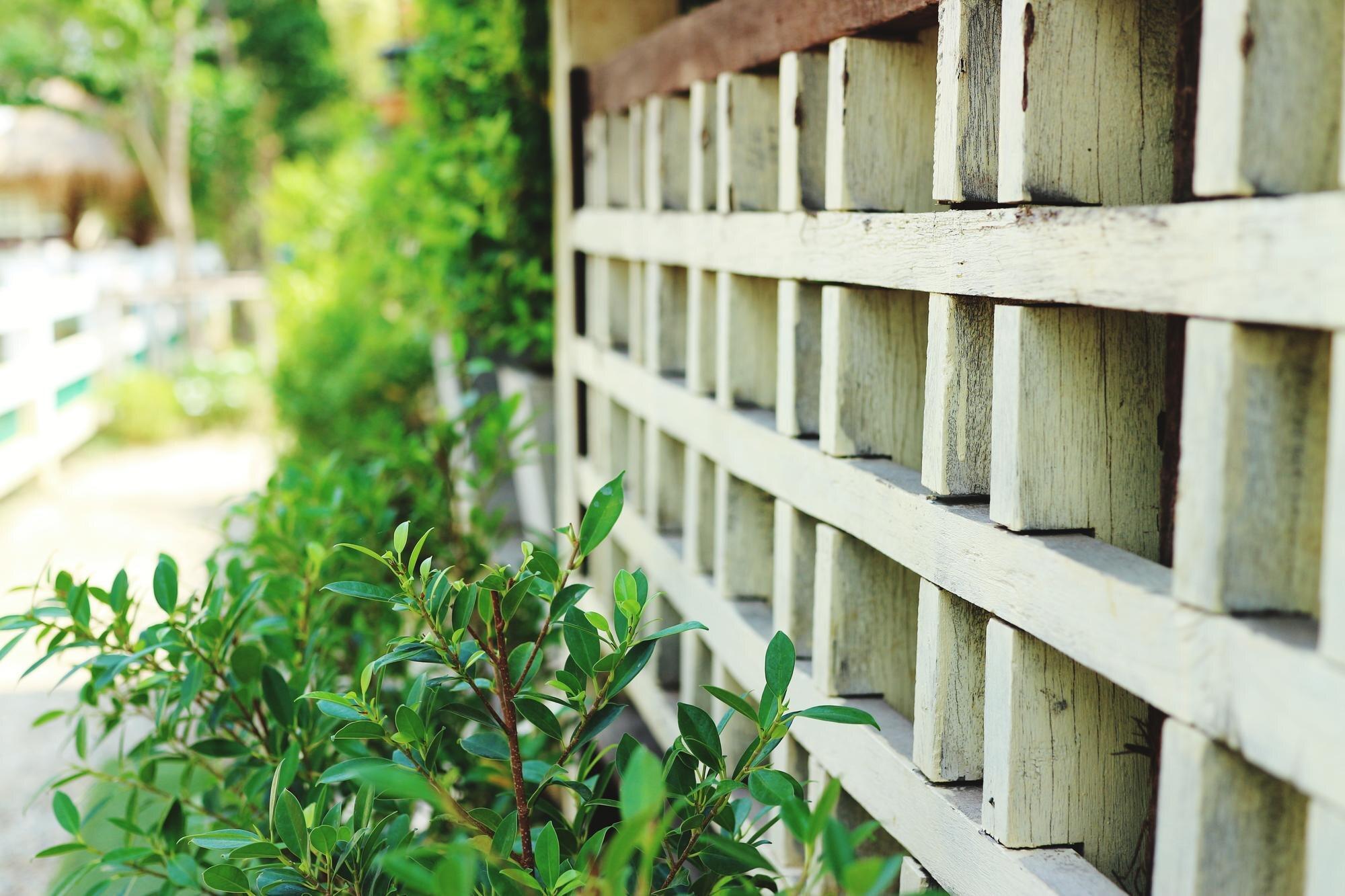 Close Up Of Plants Growing By Fence