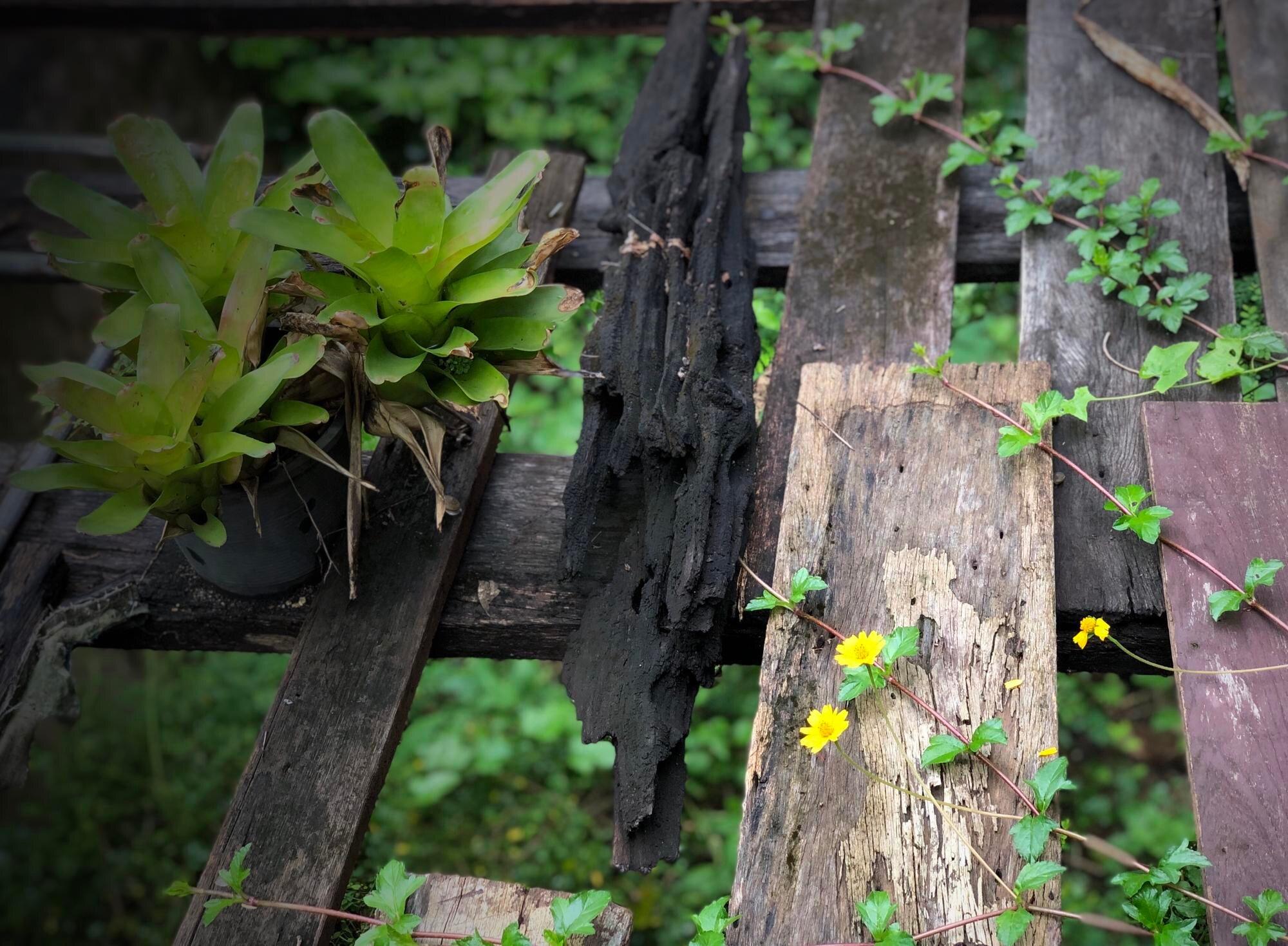 Close Up Of Plants Growing On Field