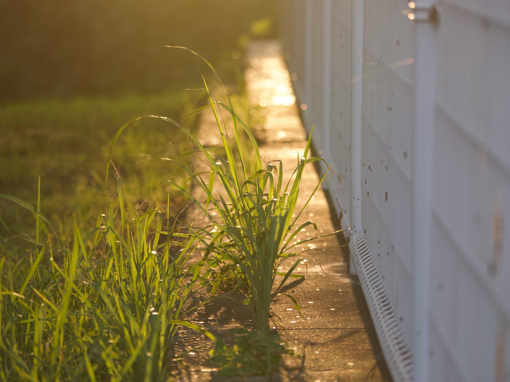 Close Up Of Plants Growing On Land At Sunset