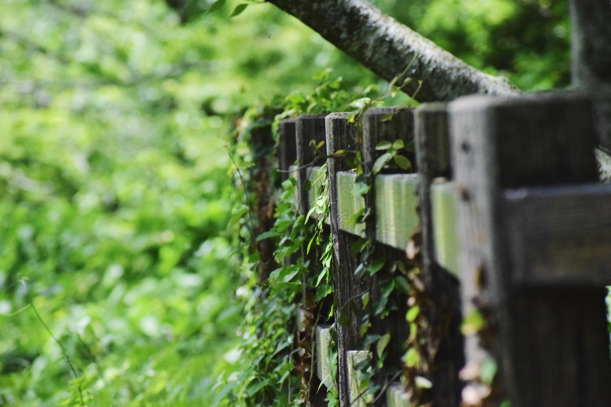 Close Up Of Wooden Fence Against Trees