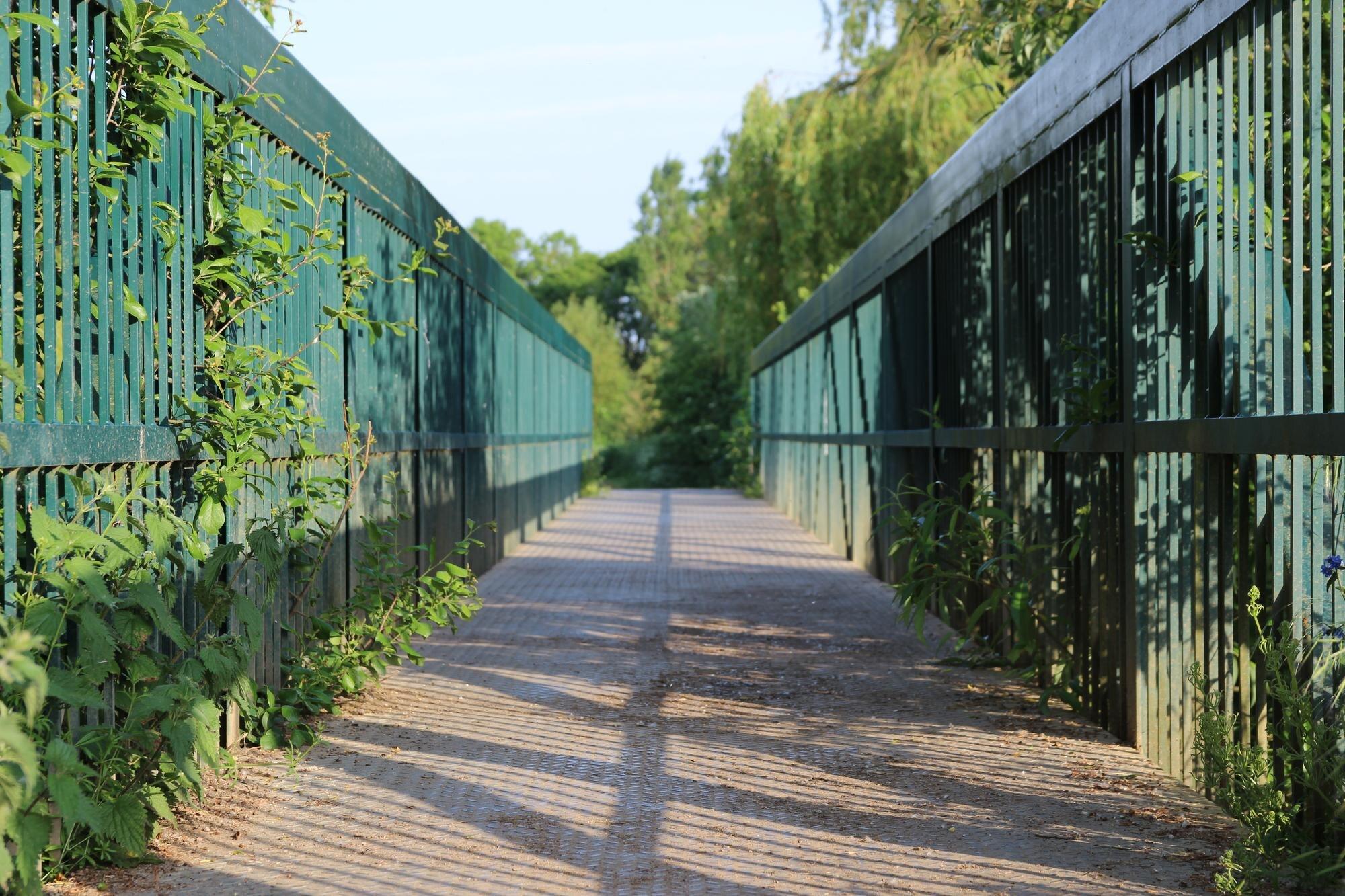 Empty Footpath Amidst Plants Against Sky