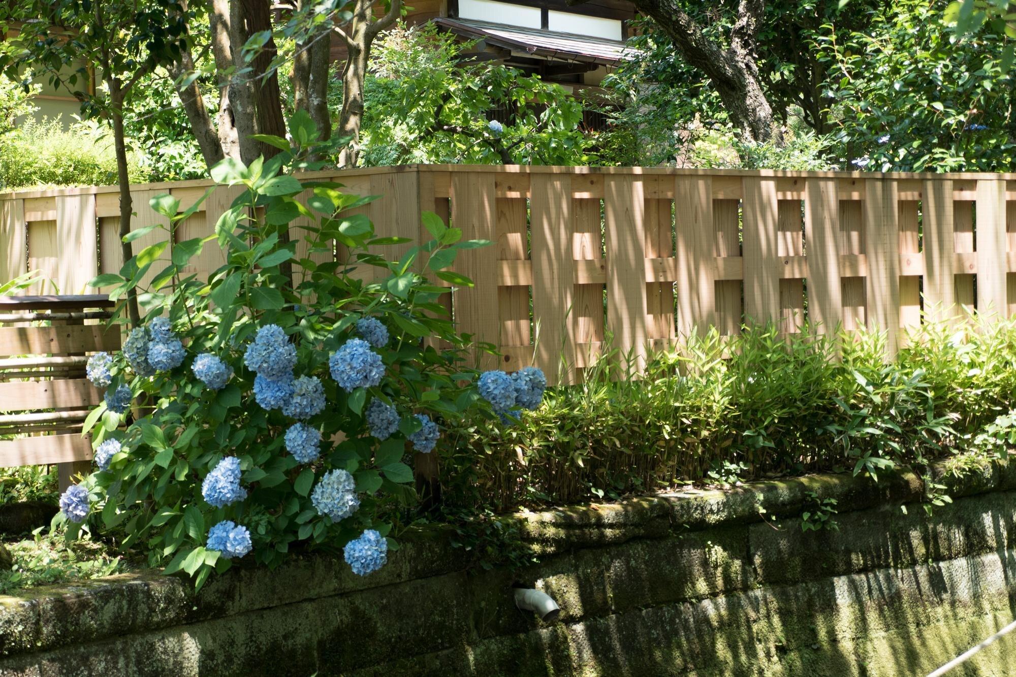 Flowers Growing In Yard Against House