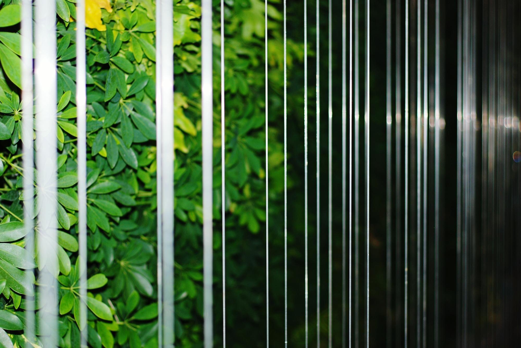 Full Frame Shot Of Bamboo Plants