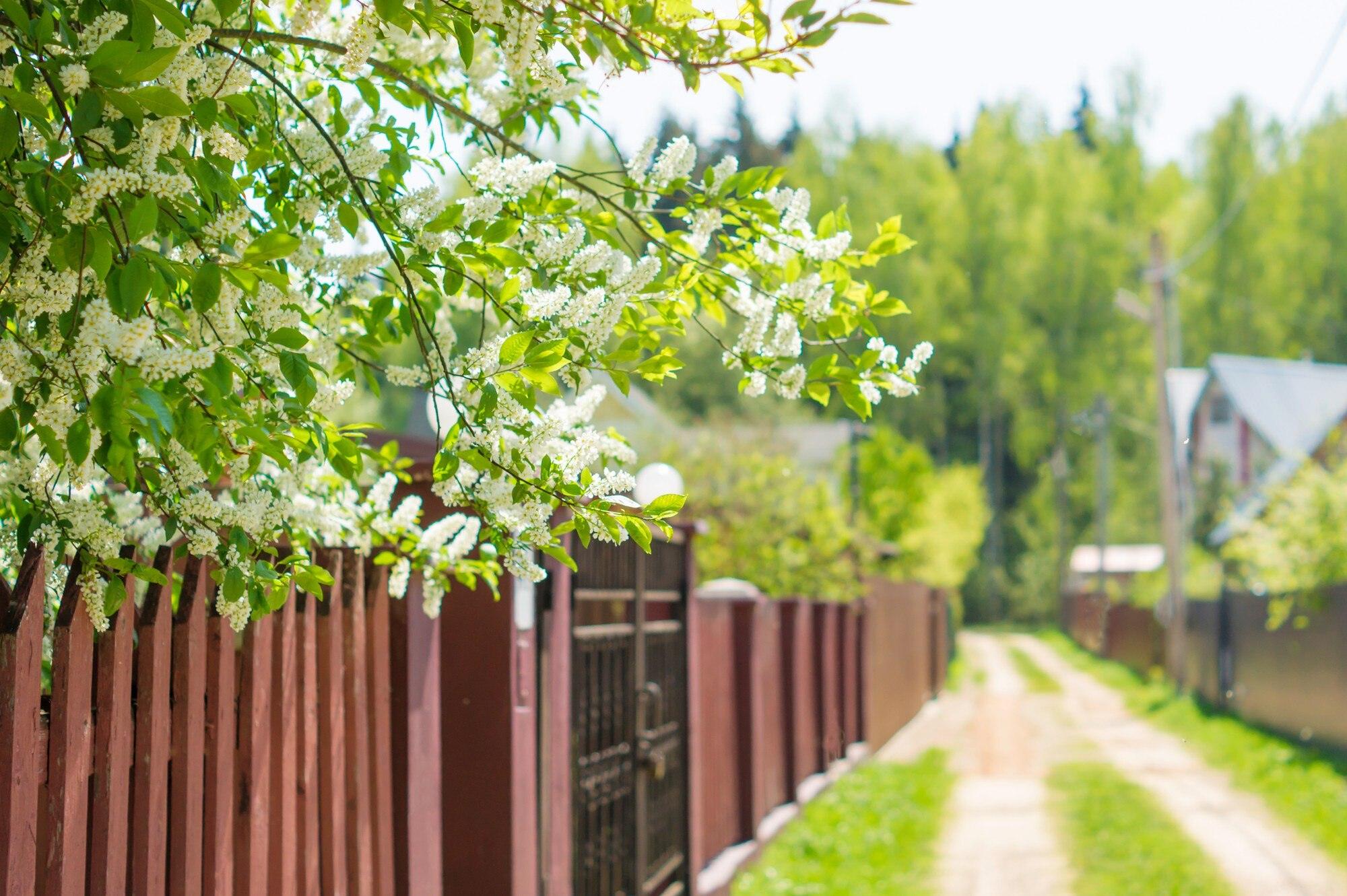 Gate Fence And Spring Nature Colorful Spring Bac
