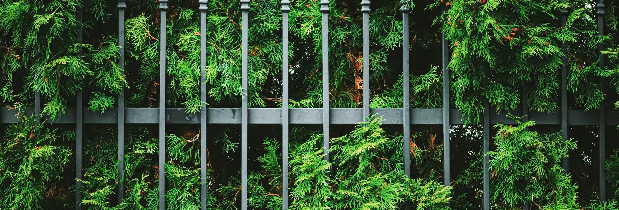Green Plant Wall And Fence As Plant Texture Nature