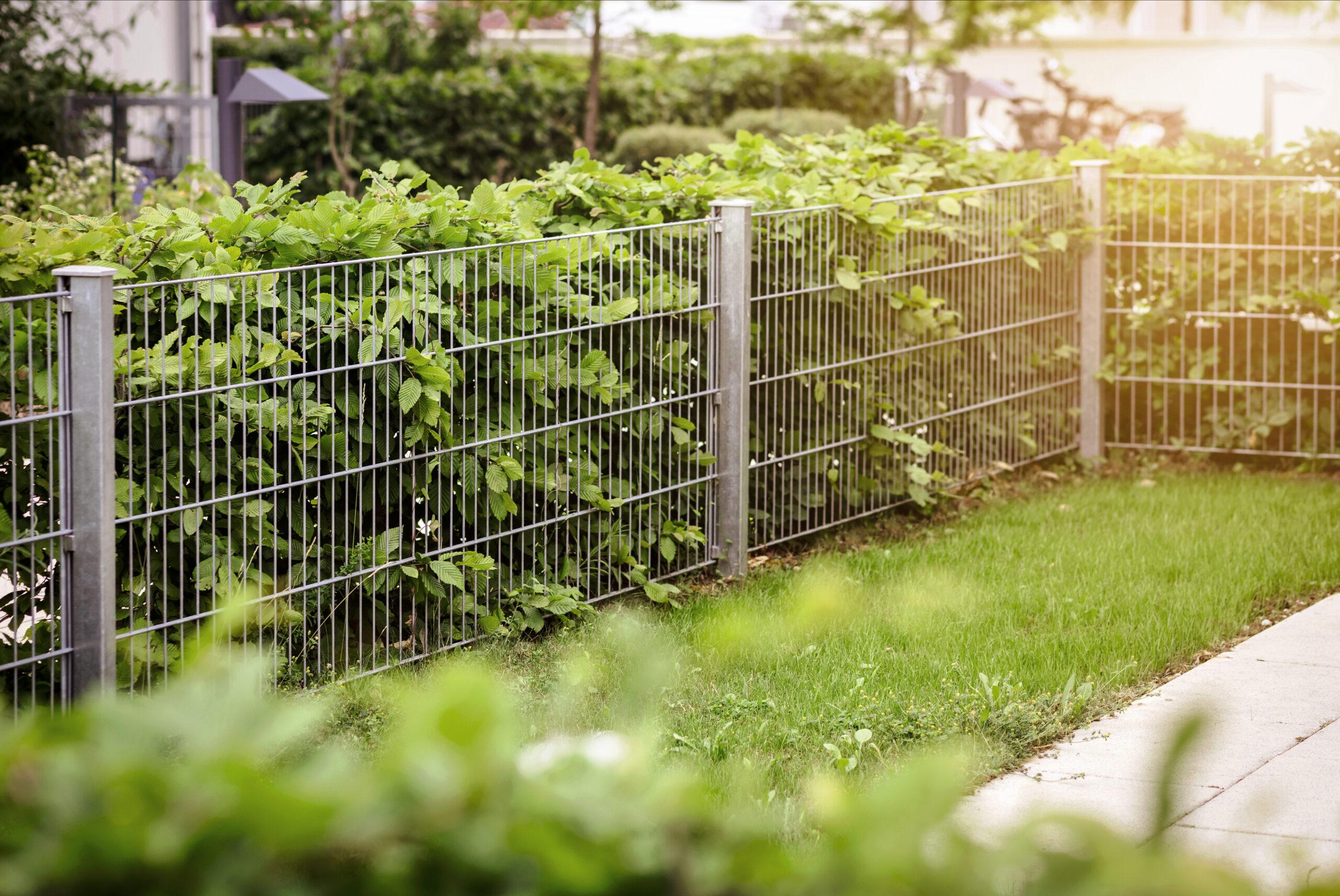Hedge With Stainless Steel Mesh Fence Of Patio Gar