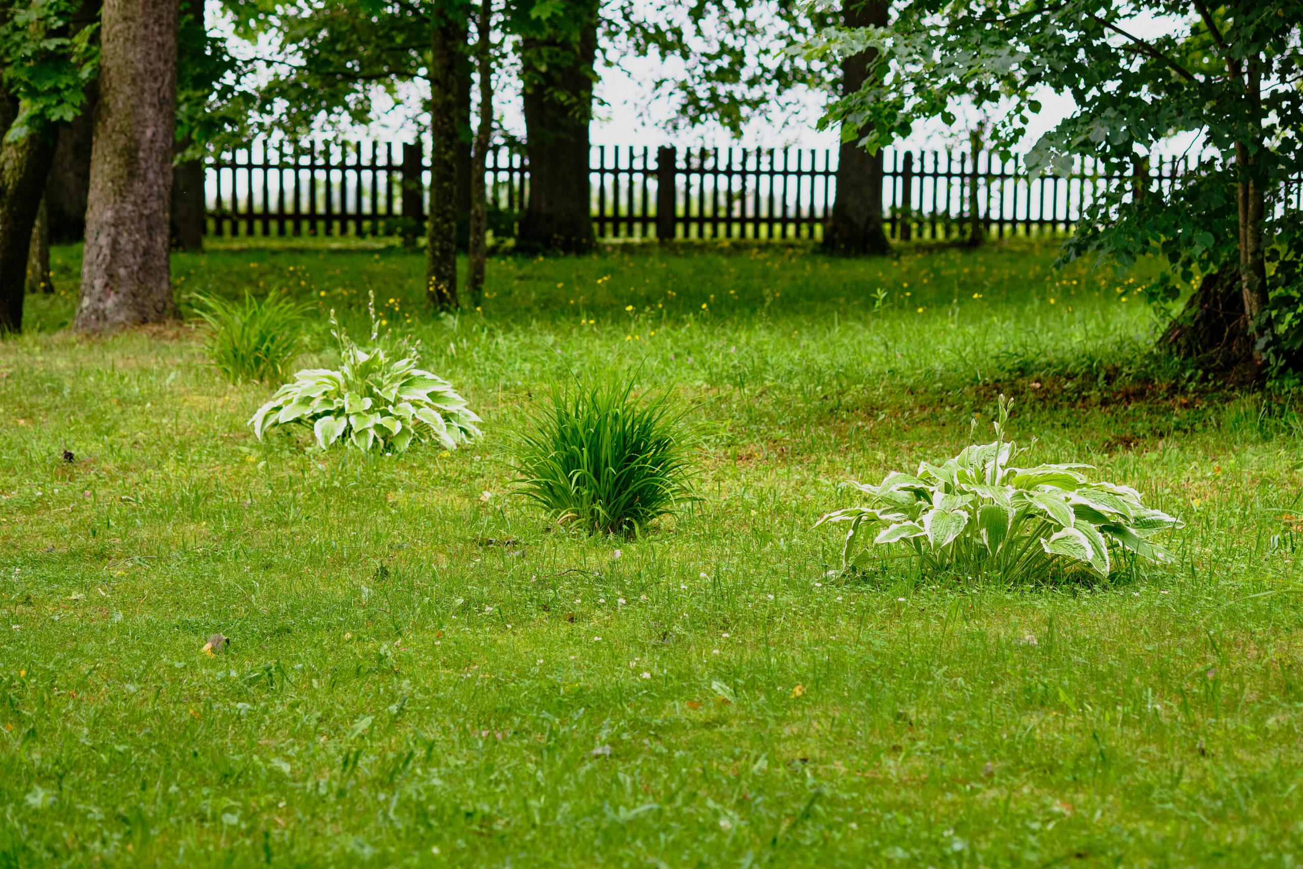 Lush Green Garden With Diverse Plants In A Serene