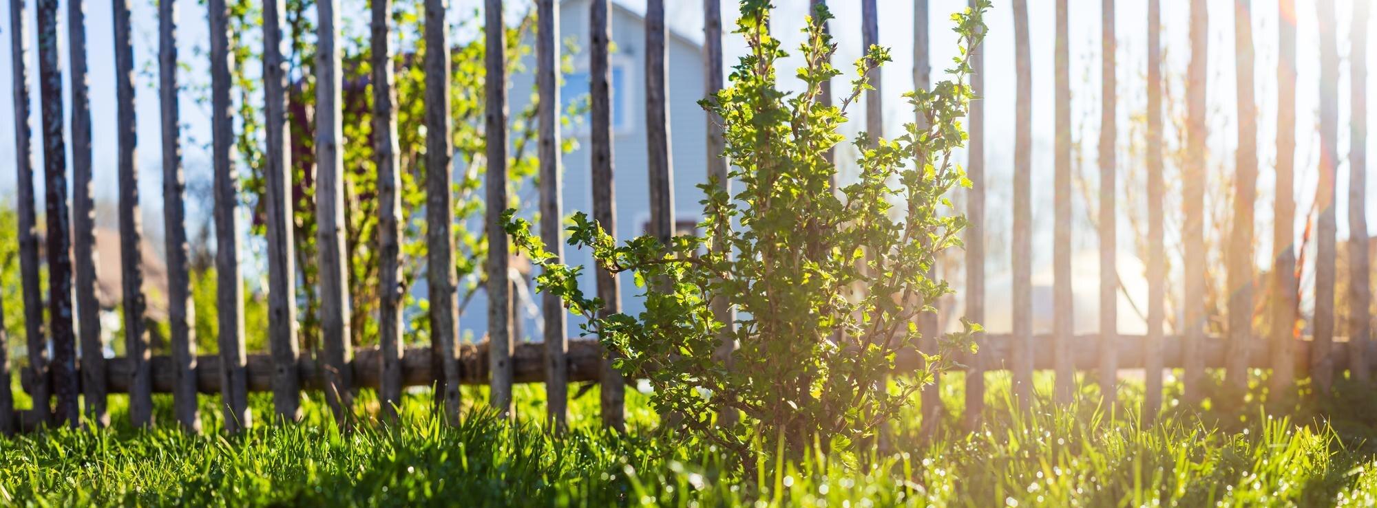 Panoramic Background Of A Garden Fruit Bush Surrou