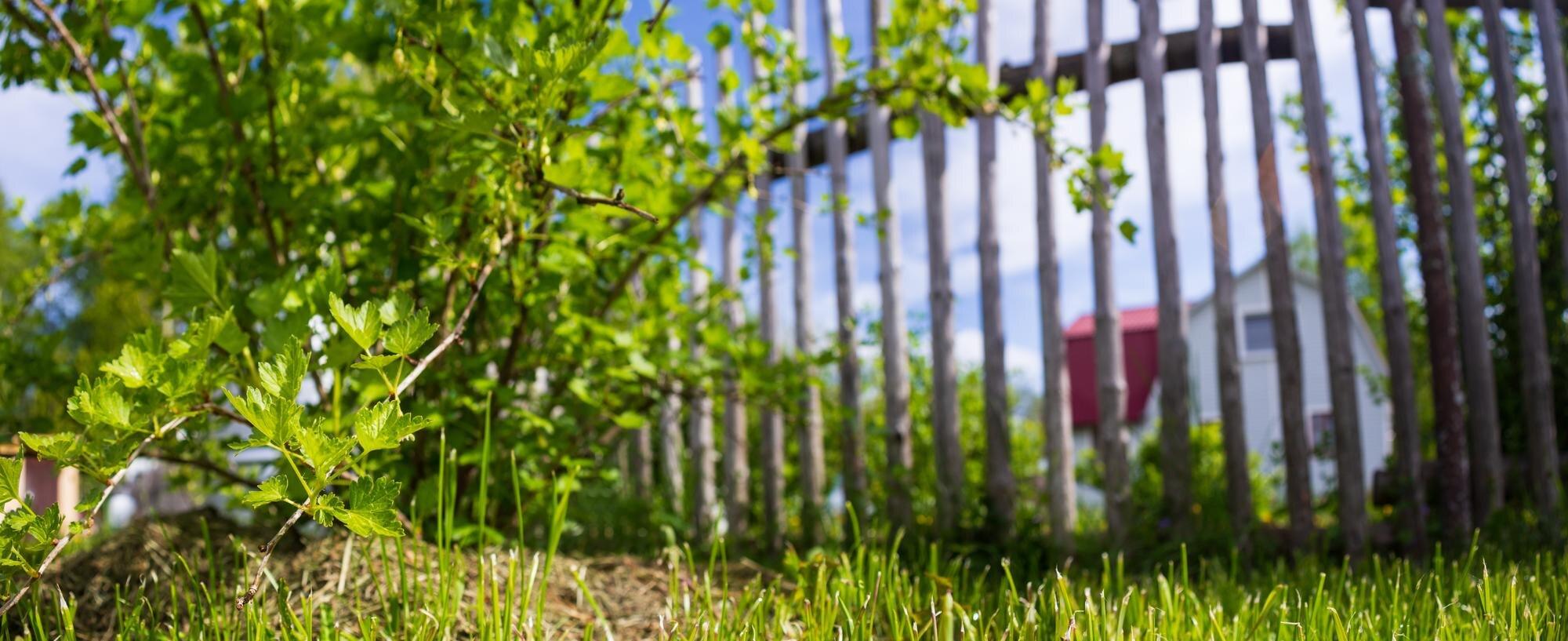 Panoramic Background Of A Garden Fruit Bush Surrou