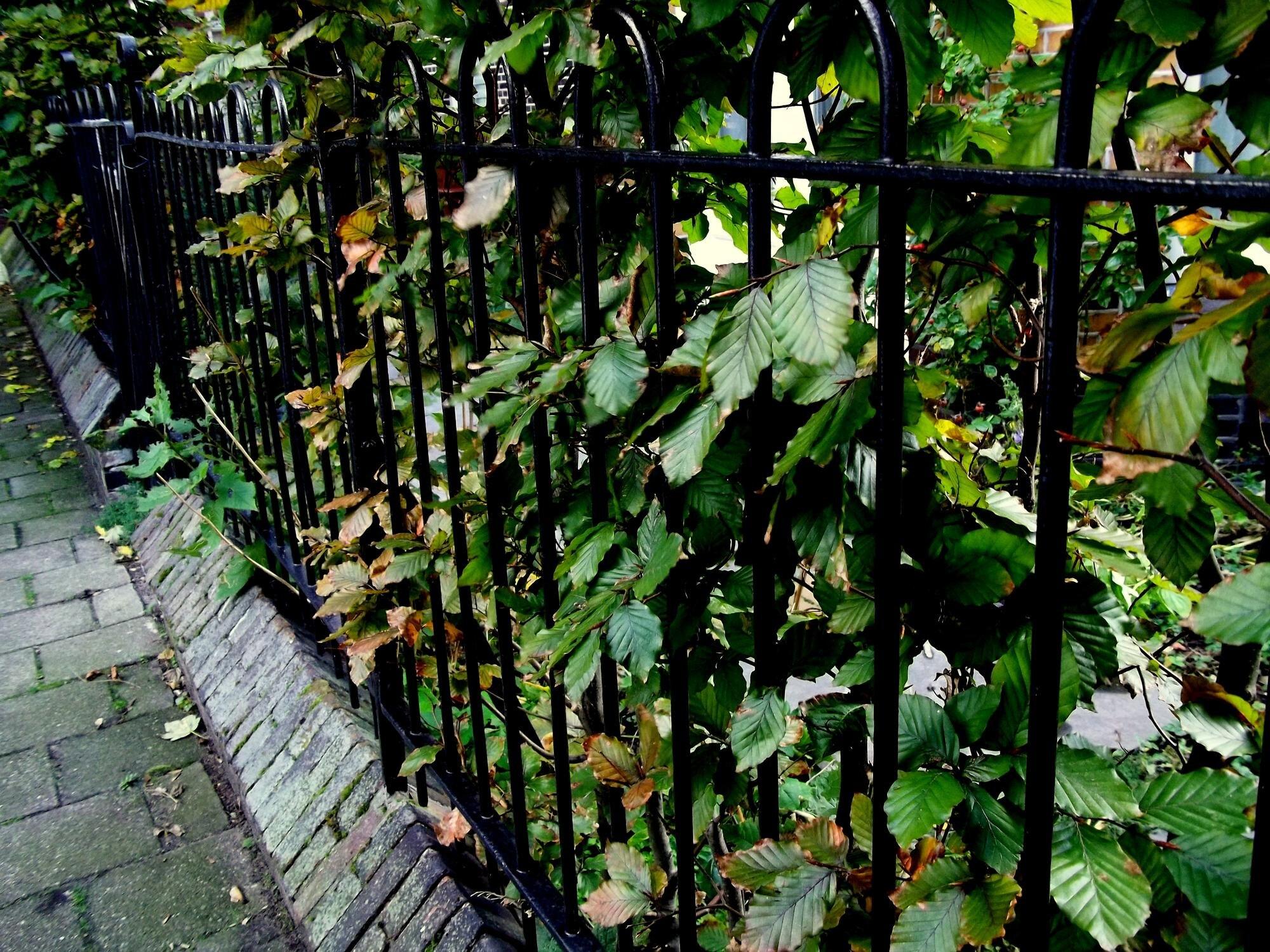 Plants Growing By Fence In Park