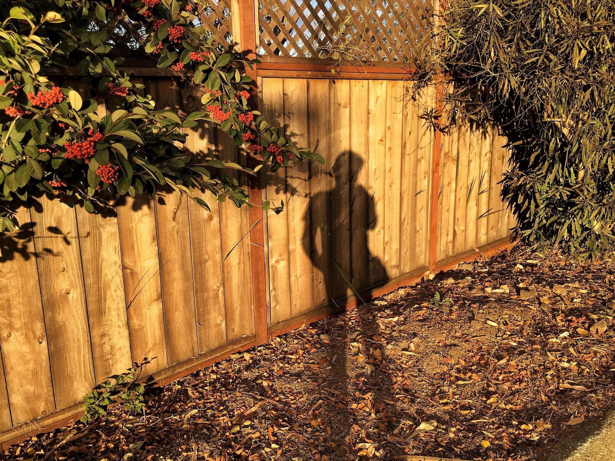 Shadow Of Plants On Wall