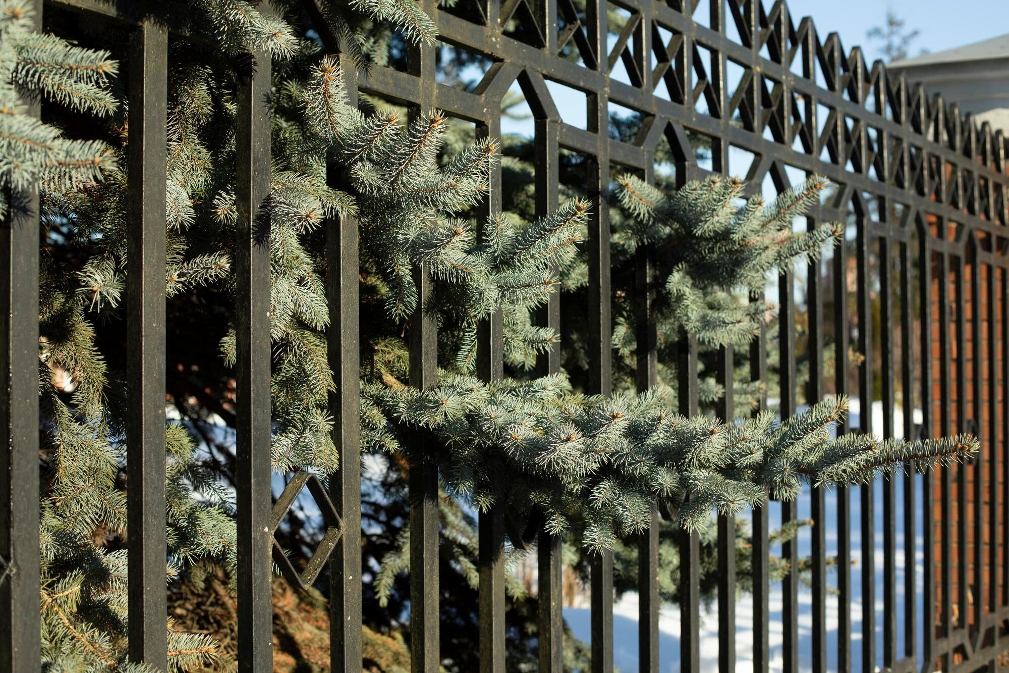 Spruce Tree Behind Fence Wood Through Lattice Blue