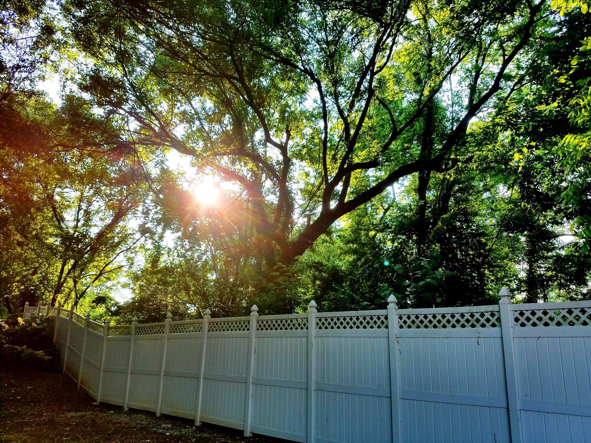Trees Against Sunlight