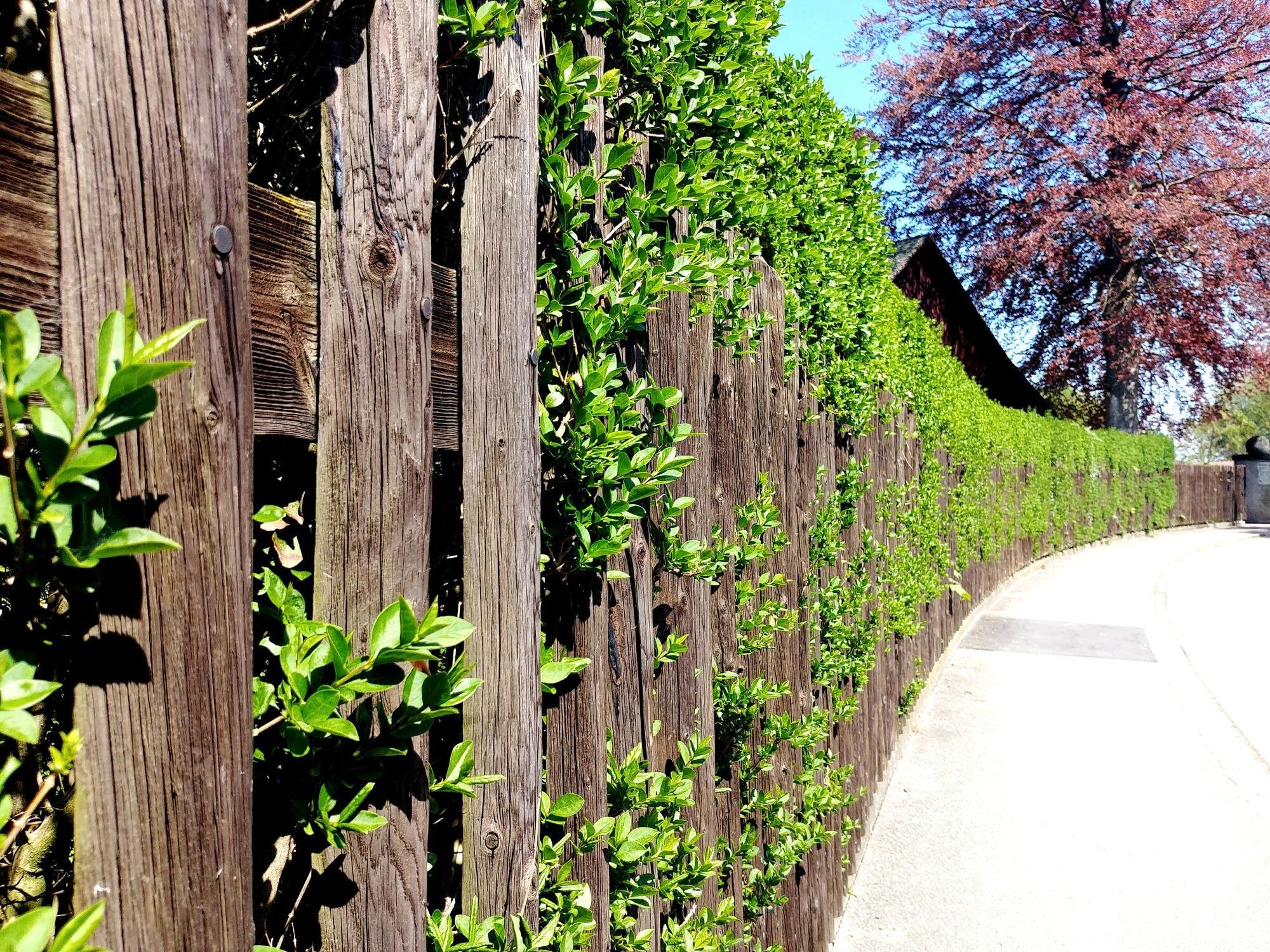 Trees Growing By Footpath