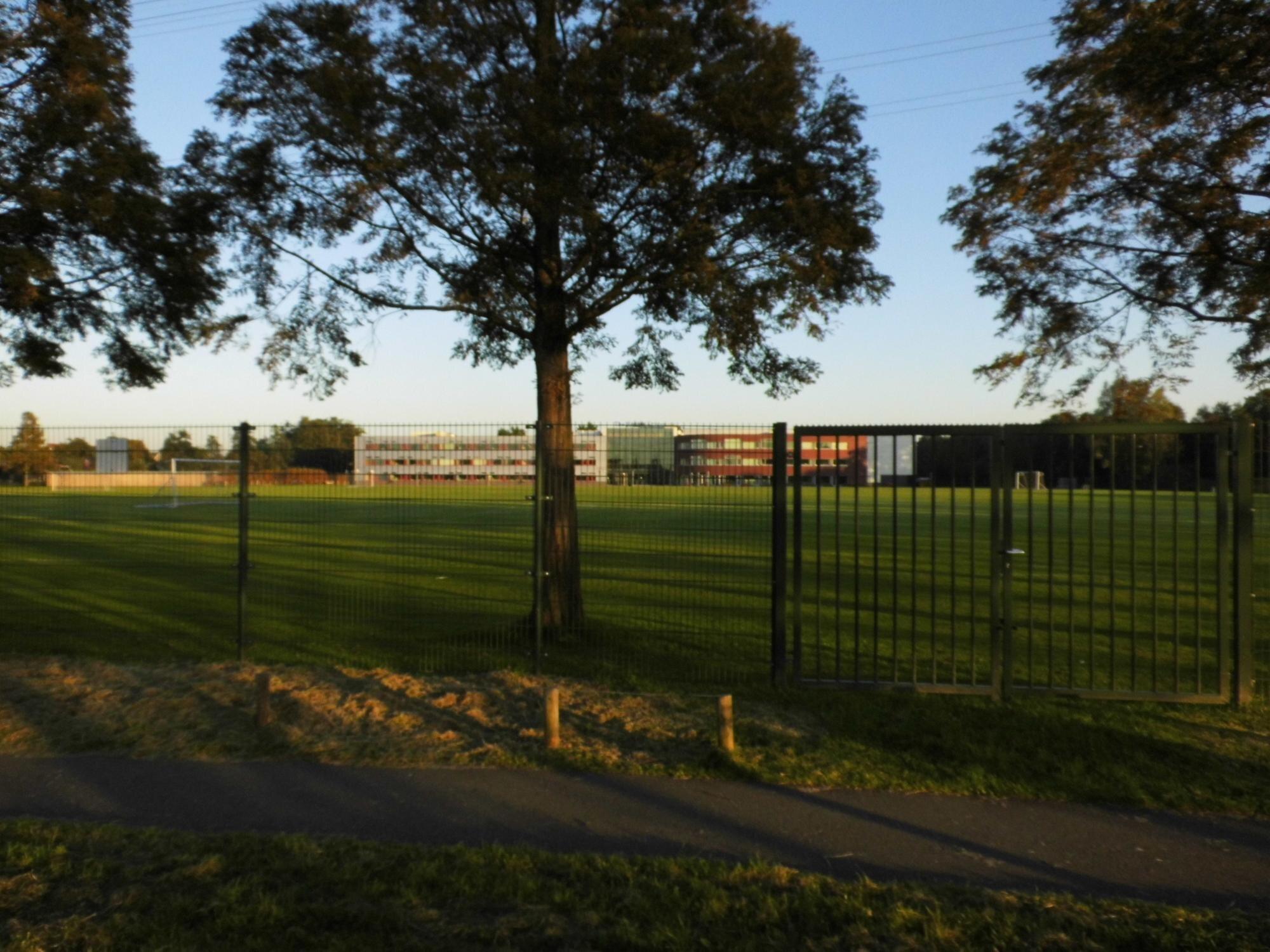 Trees On Grassy Field