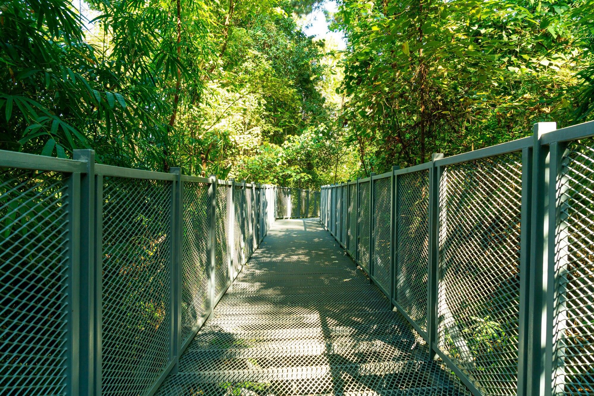 Walk Way In The Forest At Canopy Walks At Queen Si