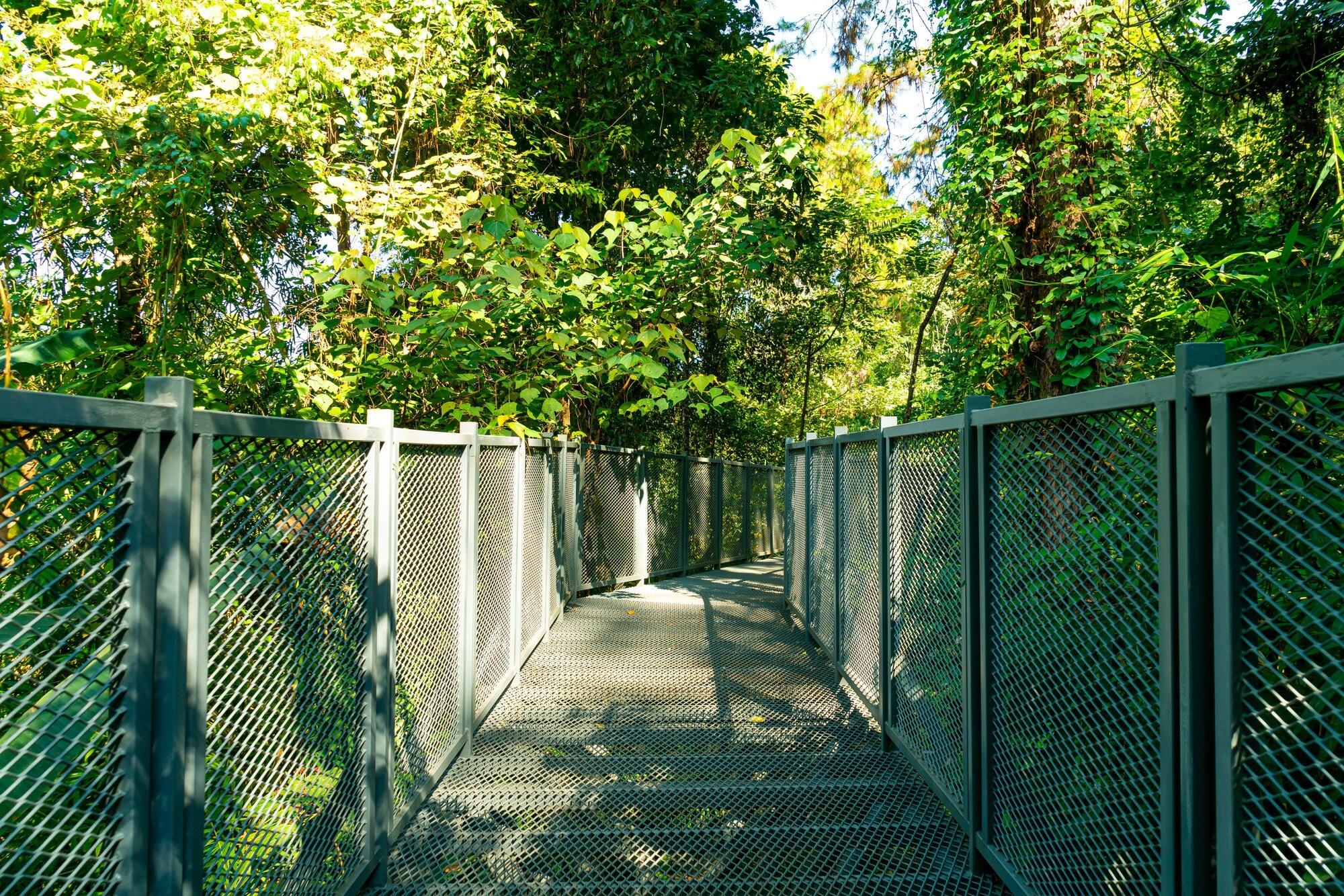 Walk Way In The Forest At Canopy Walks At Queen Si