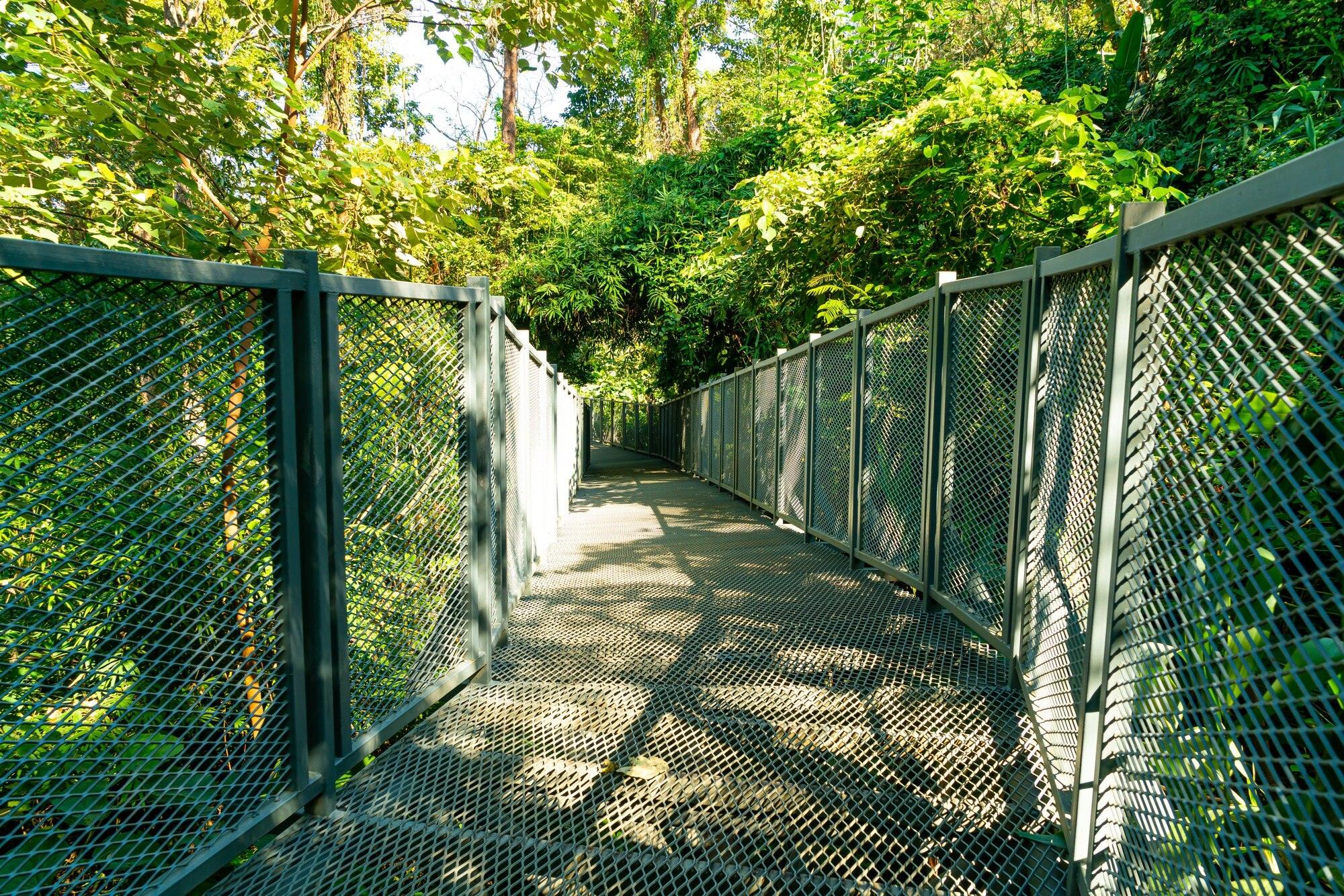 Walk Way In The Forest At Canopy Walks At Queen Si