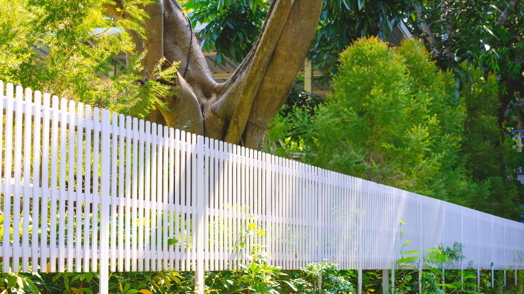 White Wooden Picket Fence In Front Of Big Tree Tru