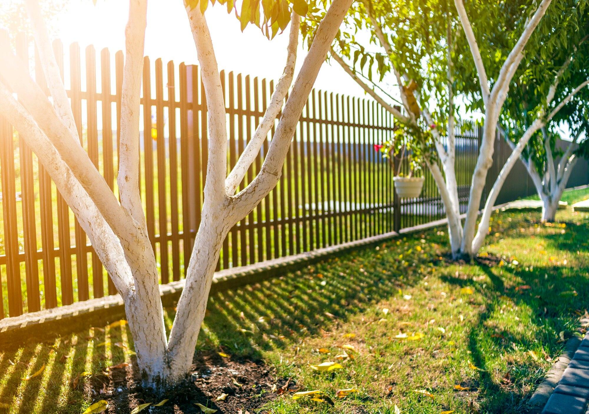 Whitewashed Bark Of Fruit Trees Growing In Sunny O