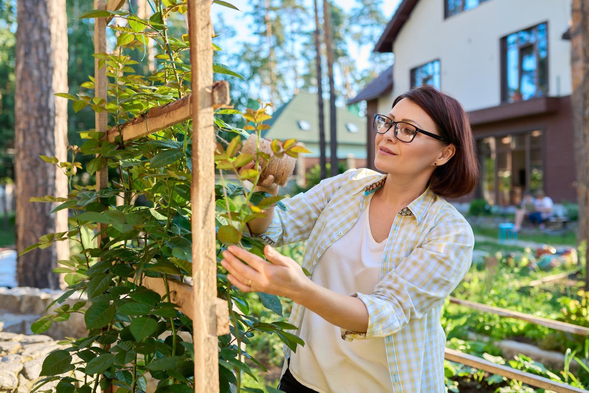 Woman Caring For A Climbing Rose Bush Tying Branch