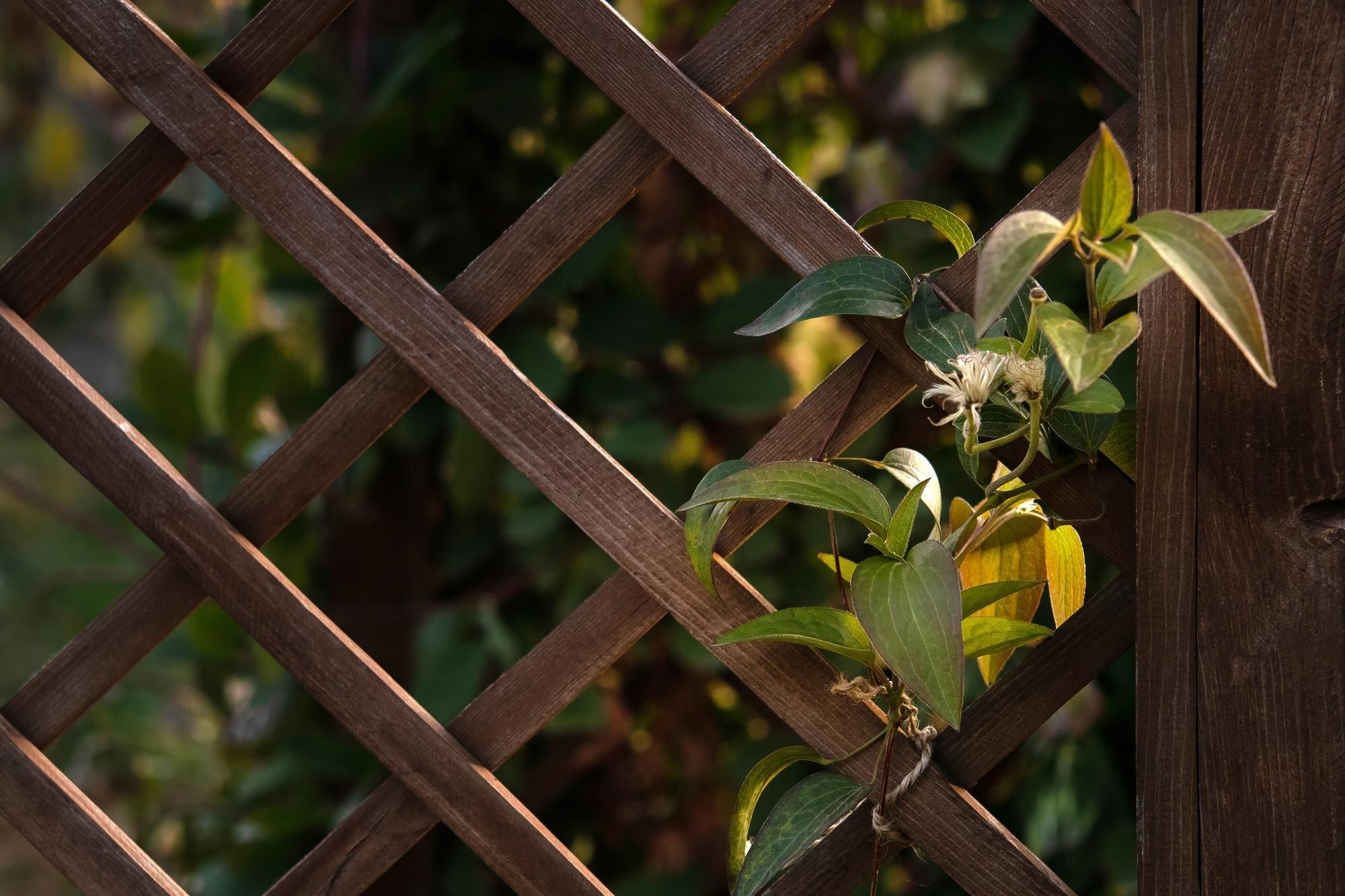 Wooden Trellis And Plant Natural Photo Background