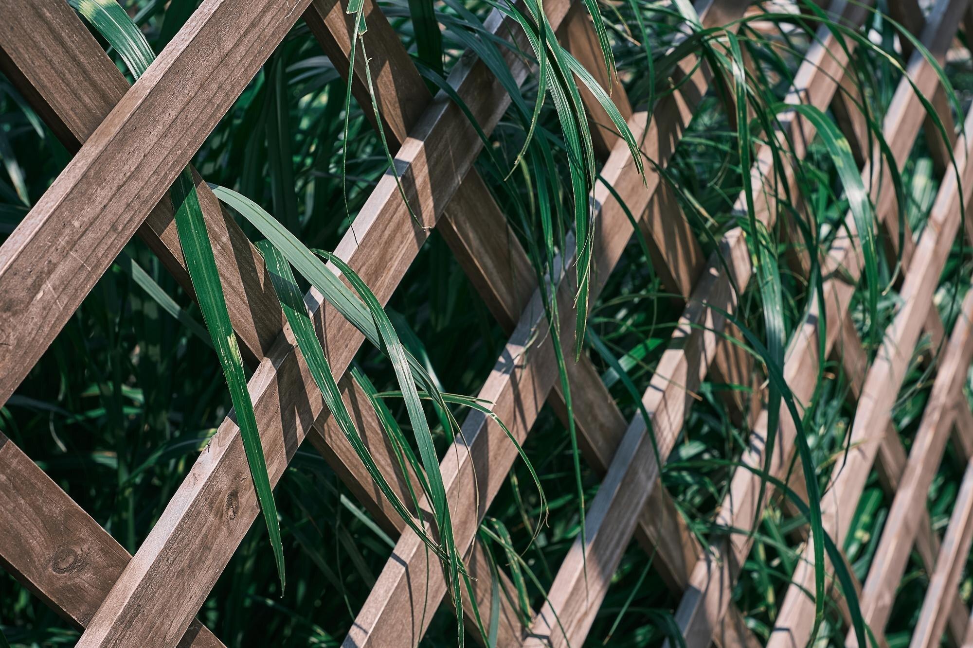 Wooden Trellis Overgrown With Greenery Selective F
