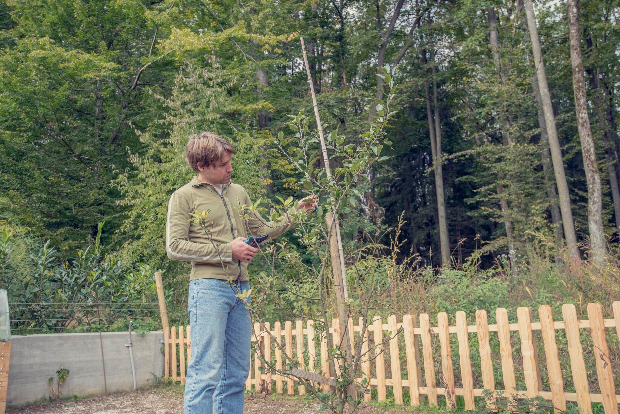 Young Man Pruning A Tree In The Garden